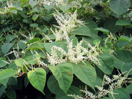 Pohánkovec japonský (zdroj: internet)