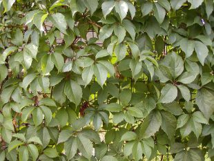 Pavinič päťlistý (zdroj: internet)