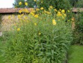 /album/invazne-rastliny/slnecnica-hluznata-jpg/