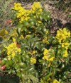 /album/invazne-rastliny/mahonia-cezminolista-jpg/